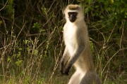 Black-faced vervet monkey : 2014 Uganda